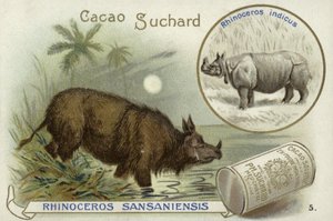 Rhinoceros SansaniensisおよびIndian rhinoceros 作： European School